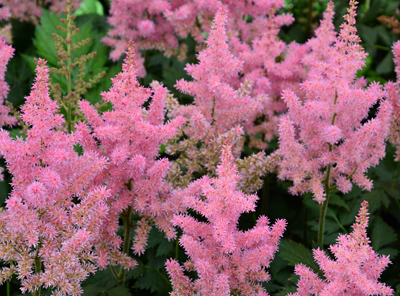 astilbe chinensis little vision in pink